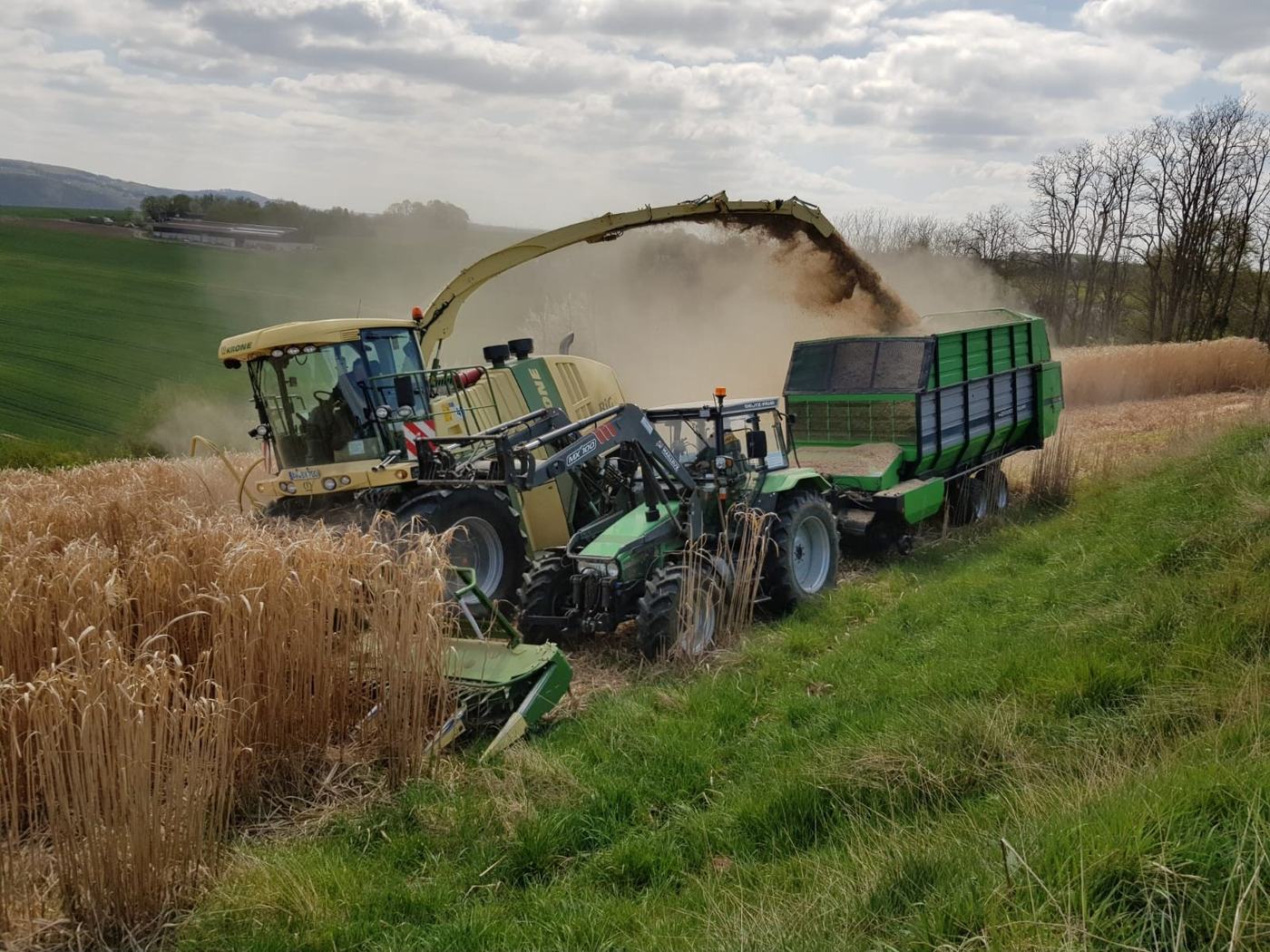 Feldhäcksler bei der Miscanthus-Ernte