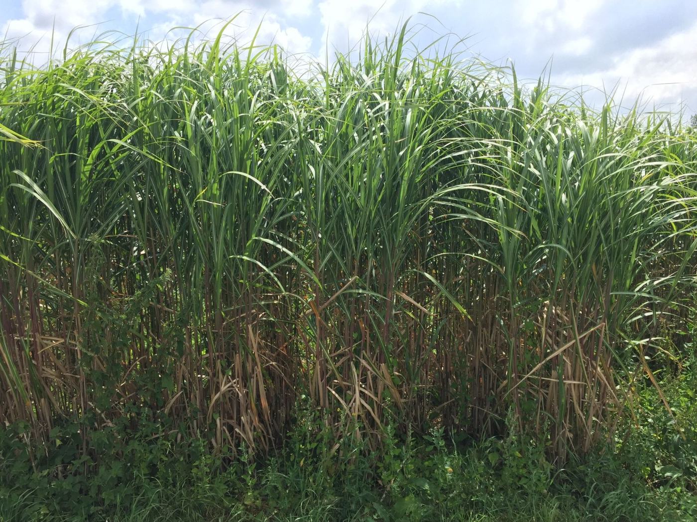 Ausgewachsener Miscanthus-Bestand, über drei Meter hoch