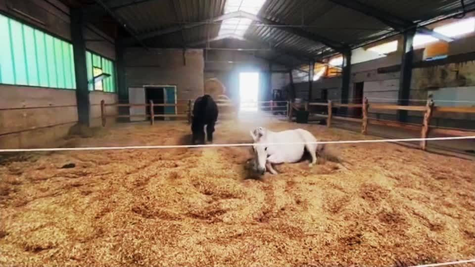 Pferde stehen und liegen auf heller Miscanthus-Einstreu in einem offenen Stall