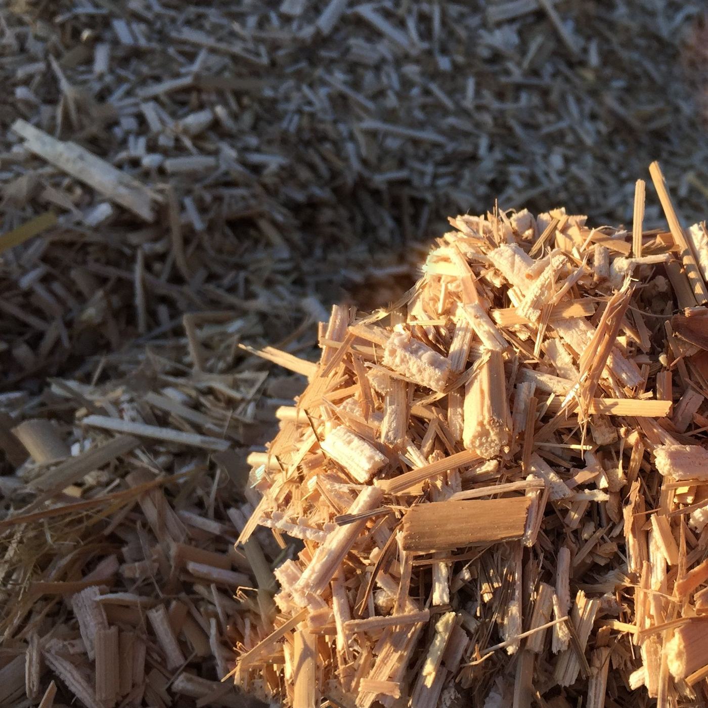 Miscanthus-Häcksel in Nahaufnahme