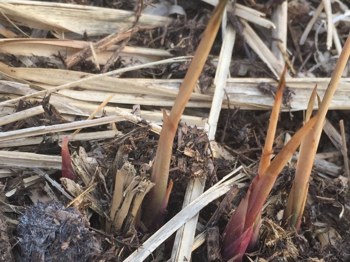 Junge Miscanthus-Triebe im Frühjahr